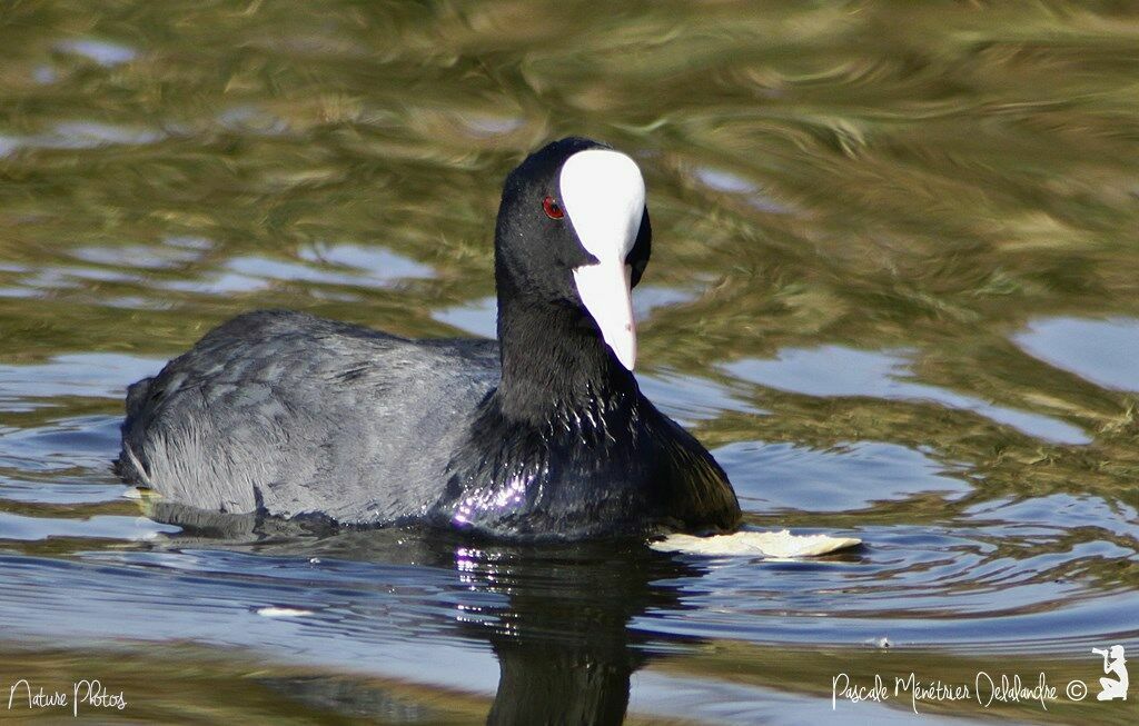 Eurasian Coot