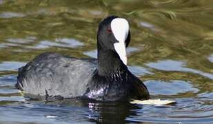 Eurasian Coot