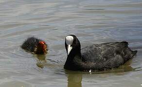 Eurasian Coot