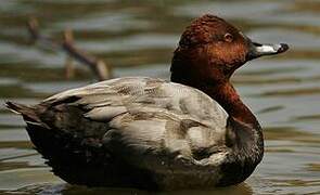 Common Pochard