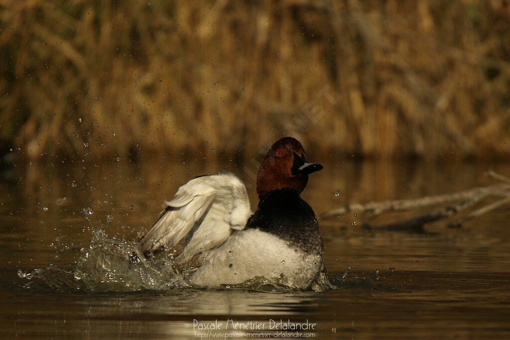 Common Pochard