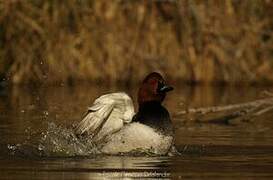 Common Pochard