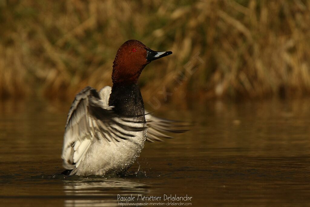 Common Pochard male adult