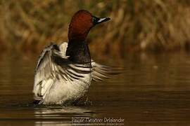 Common Pochard