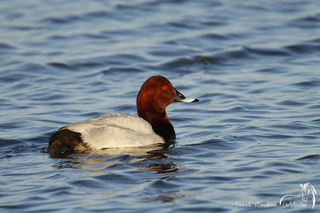 Common Pochard male