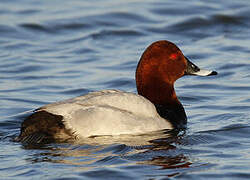 Common Pochard