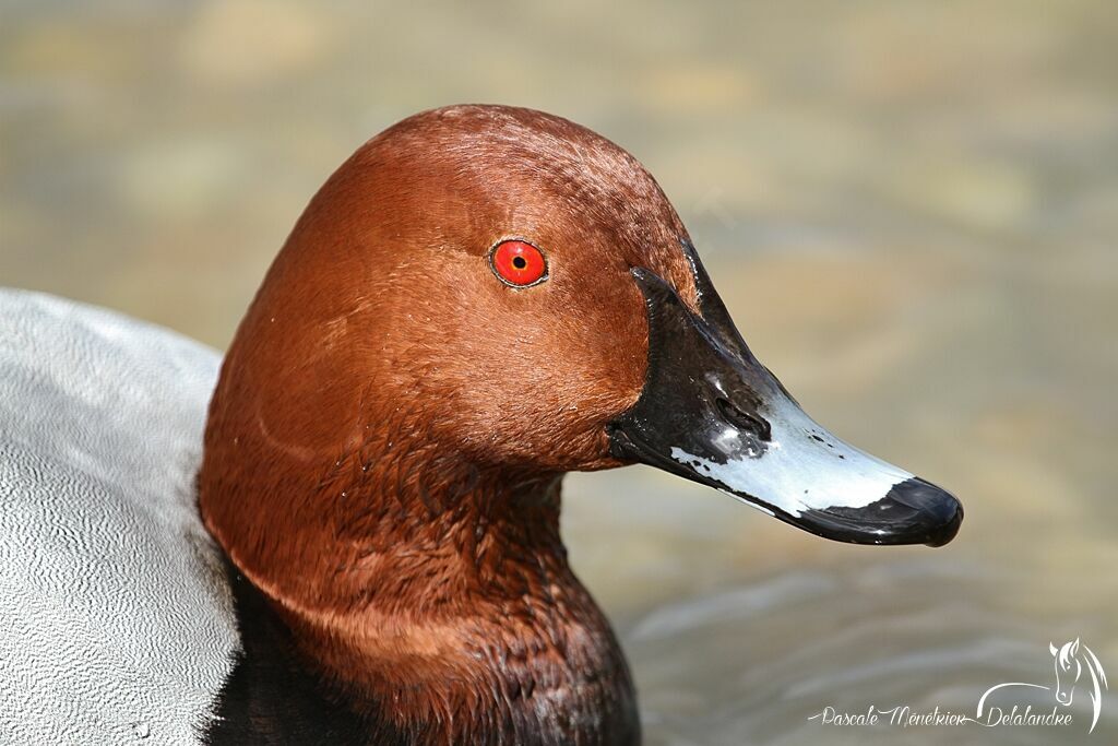 Common Pochard male