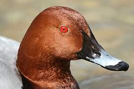 Common Pochard