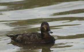 Common Pochard