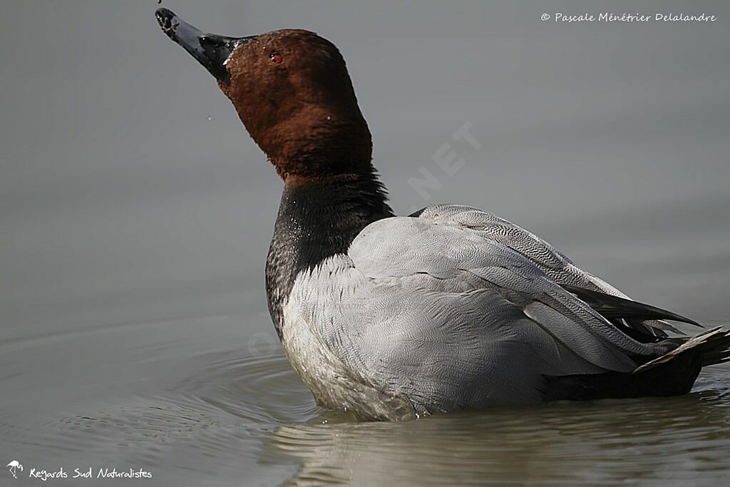 Common Pochard