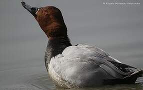 Common Pochard