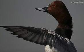 Common Pochard