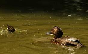 Common Pochard