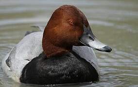 Common Pochard