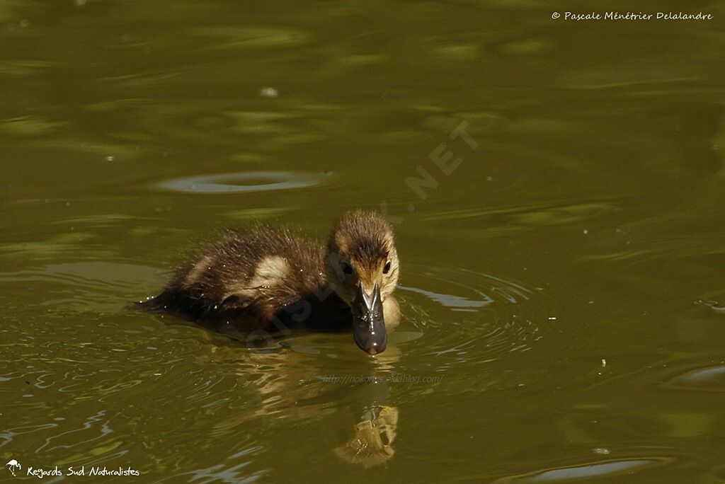 Common Pochardjuvenile