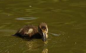 Common Pochard