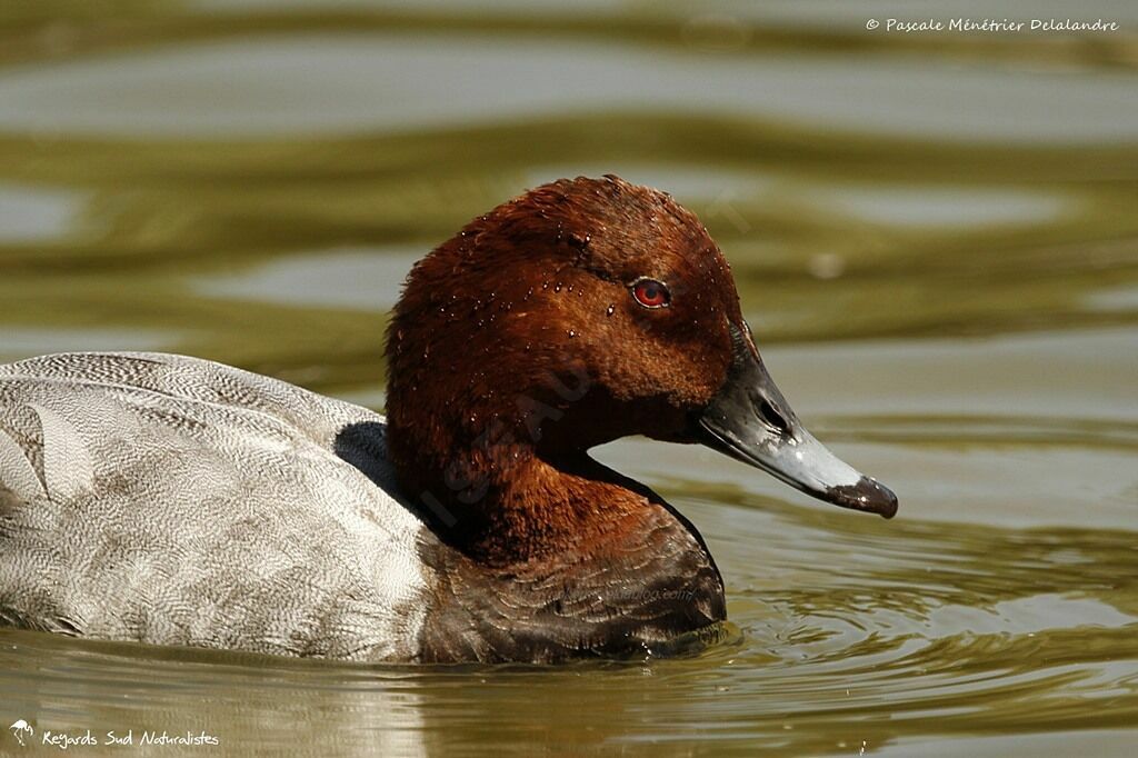 Common Pochard