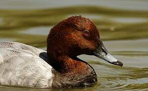 Common Pochard