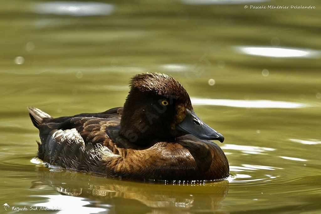 Greater Scaup