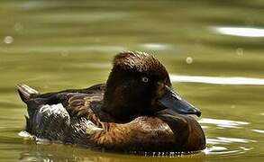 Greater Scaup