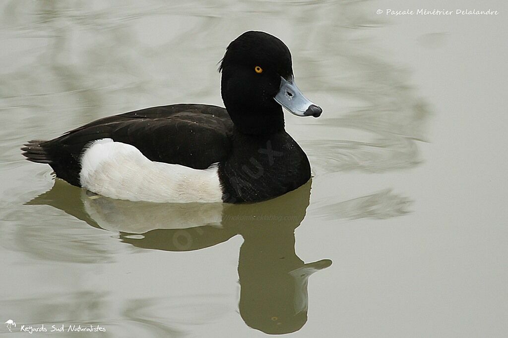 Fuligule morillon