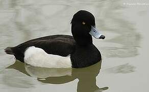 Tufted Duck