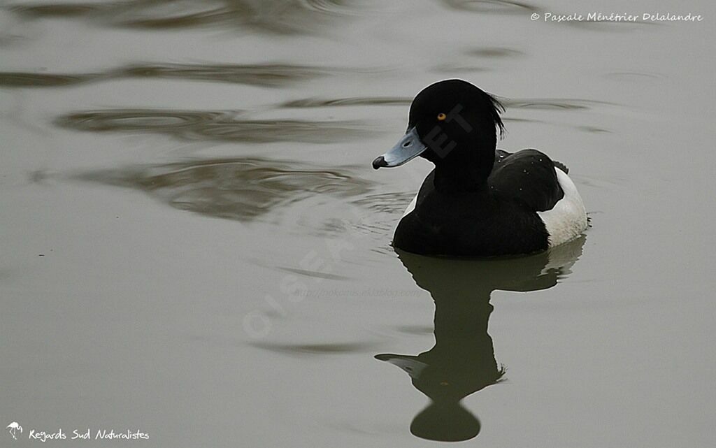 Tufted Duck