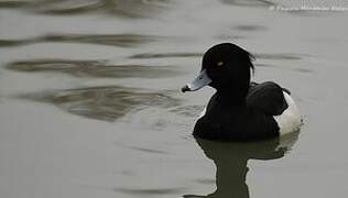 Tufted Duck