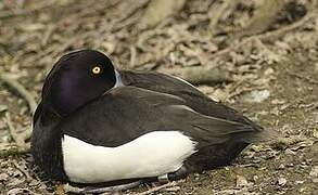 Tufted Duck