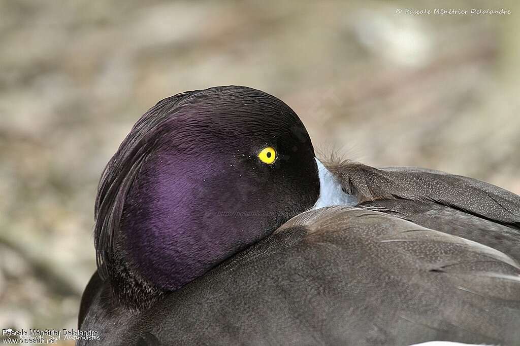 Tufted Duck male, close-up portrait