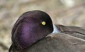 Tufted Duck