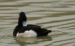 Tufted Duck