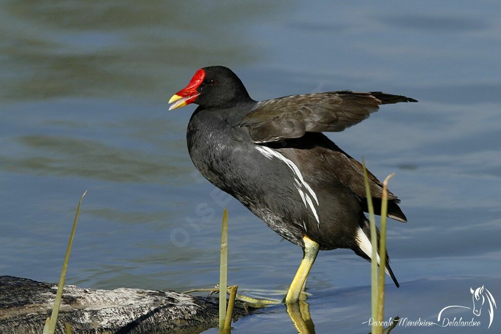 Gallinule poule-d'eau