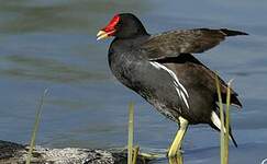 Gallinule poule-d'eau