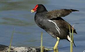 Common Moorhen