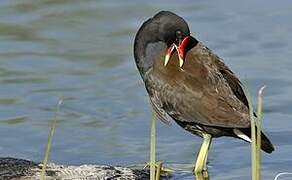 Common Moorhen