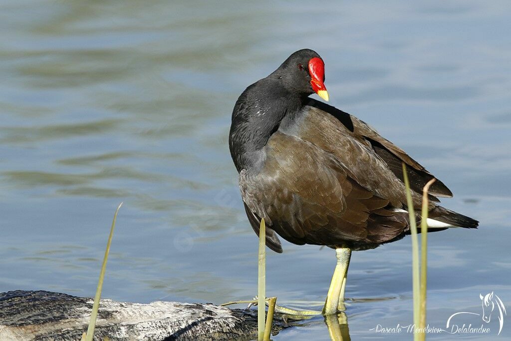 Common Moorhen