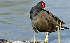 Gallinule poule-d'eau