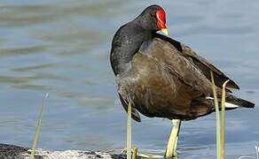 Common Moorhen