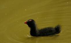 Gallinule poule-d'eau