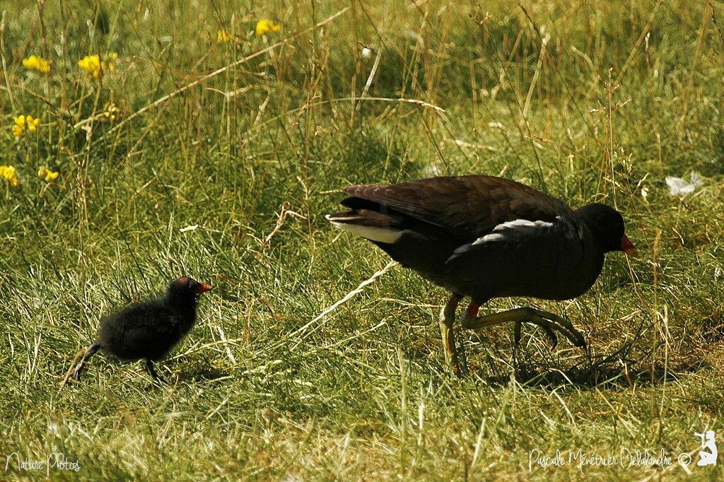 Common Moorhen