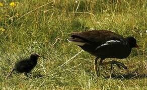 Common Moorhen