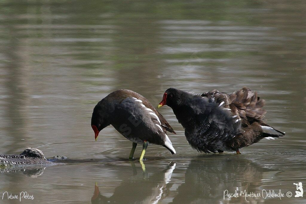 Common Moorhen