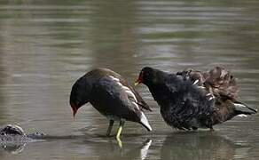 Common Moorhen