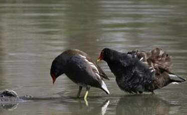 Gallinule poule-d'eau