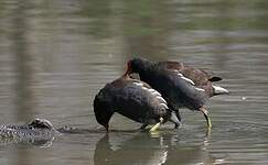 Gallinule poule-d'eau