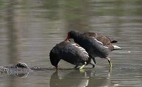 Common Moorhen