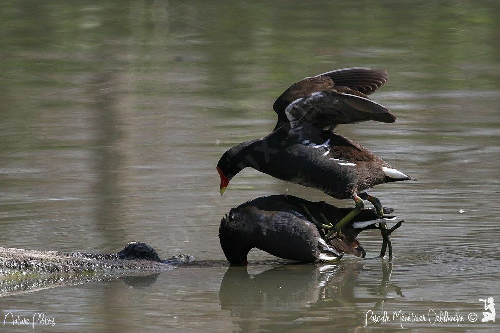 Common Moorhen