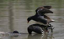 Gallinule poule-d'eau