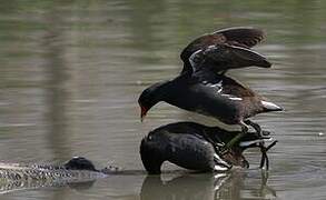 Common Moorhen